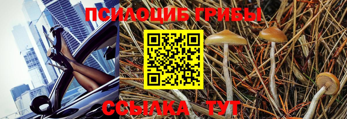 Славгород  Галлюциногенные грибы Psilocybe  Вход с VPN 